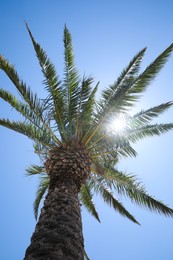 Beautiful palm tree with green leaves against clear blue sky, low angle view