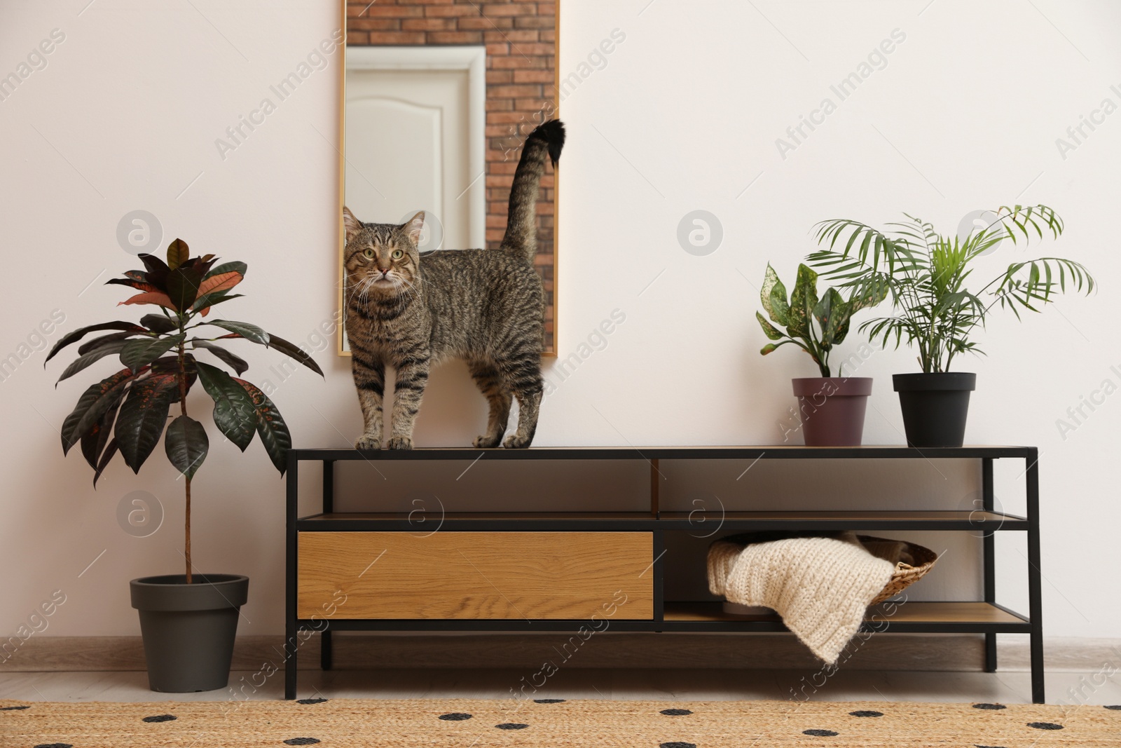 Photo of Cute tabby cat on shelving unit indoors