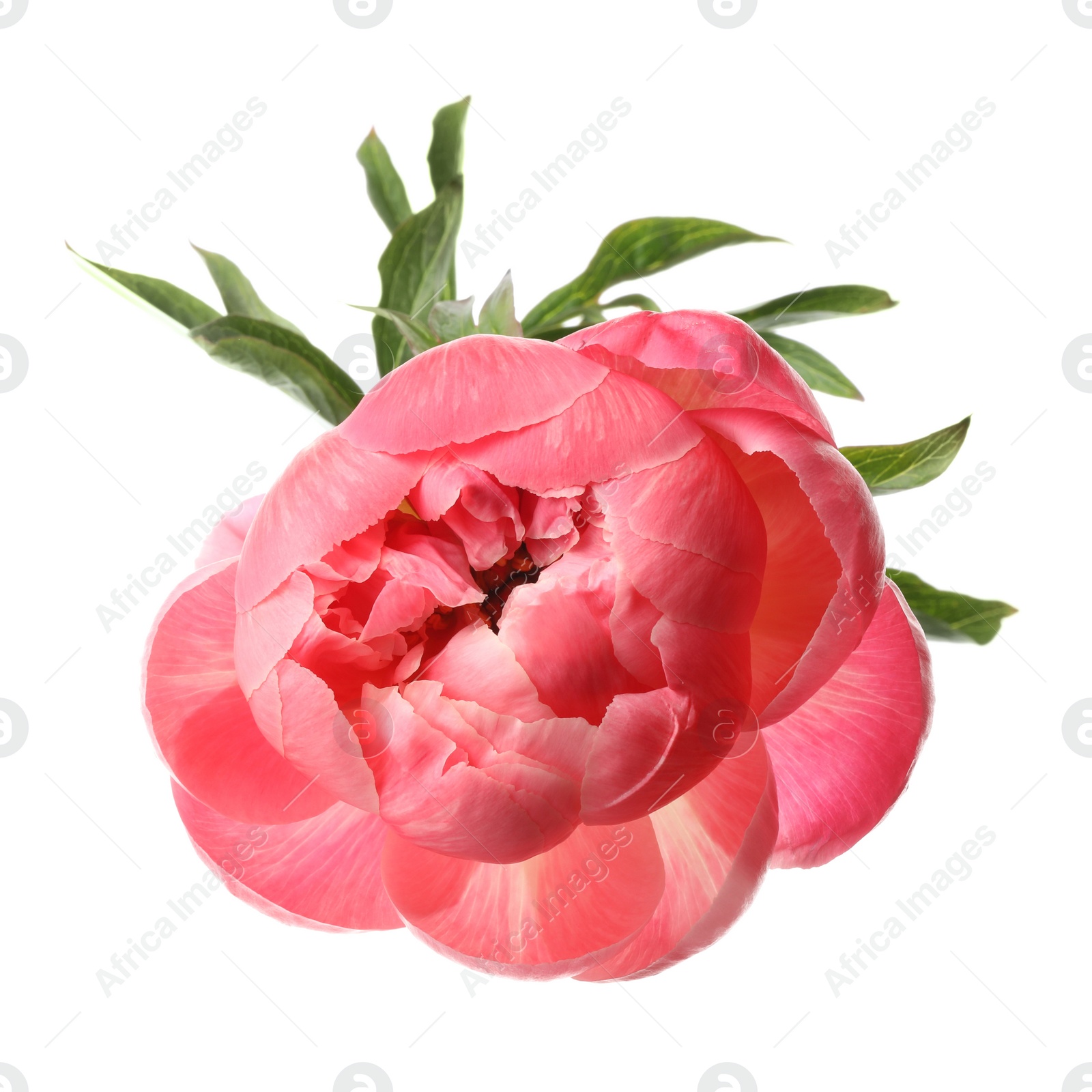 Photo of Beautiful blooming pink peony isolated on white