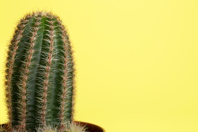 Beautiful green cactus on yellow background, closeup with space for text. Tropical plant