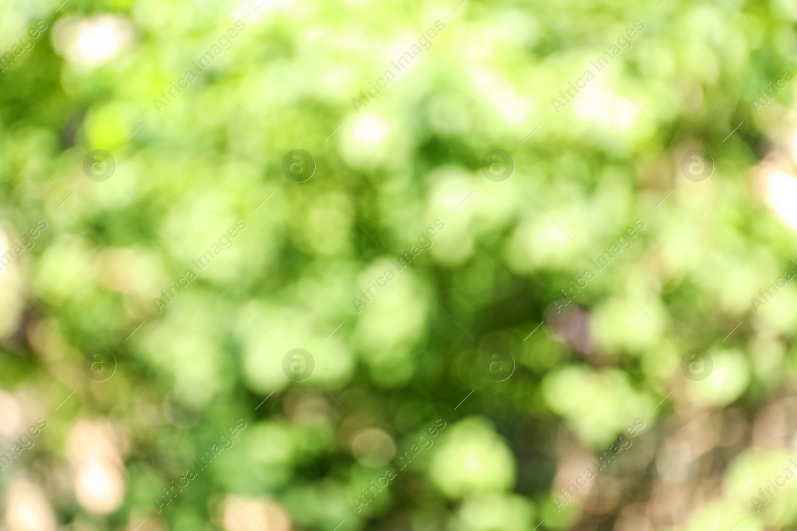 Photo of Blurred view of abstract green background. Bokeh effect