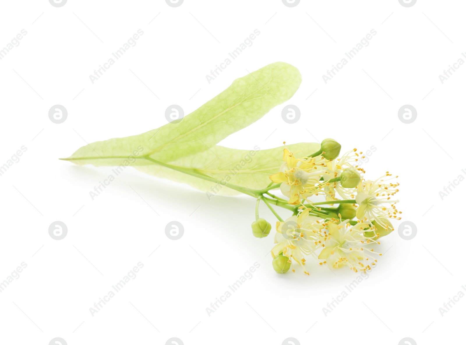Photo of Beautiful linden tree blossom isolated on white