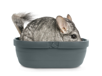 Photo of Cute grey chinchilla in box on white background