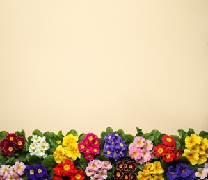 Primrose Primula Vulgaris flowers on beige background, flat lay with space for text. Spring season