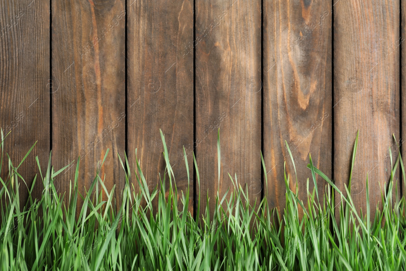 Photo of Fresh green grass near wooden fence. Space for text