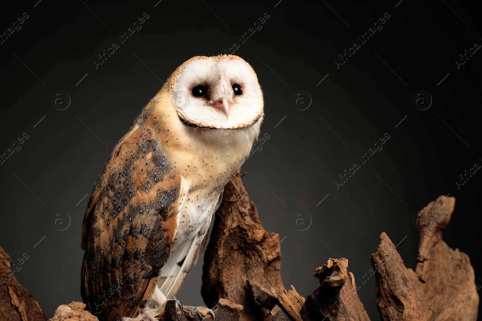 Photo of Beautiful common barn owl on tree against grey grey background