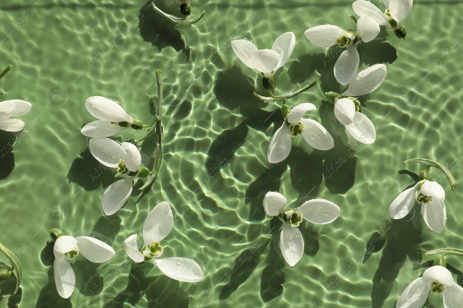 Photo of Beautiful flowers in water on green background, top view