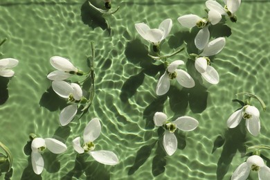 Beautiful flowers in water on green background, top view