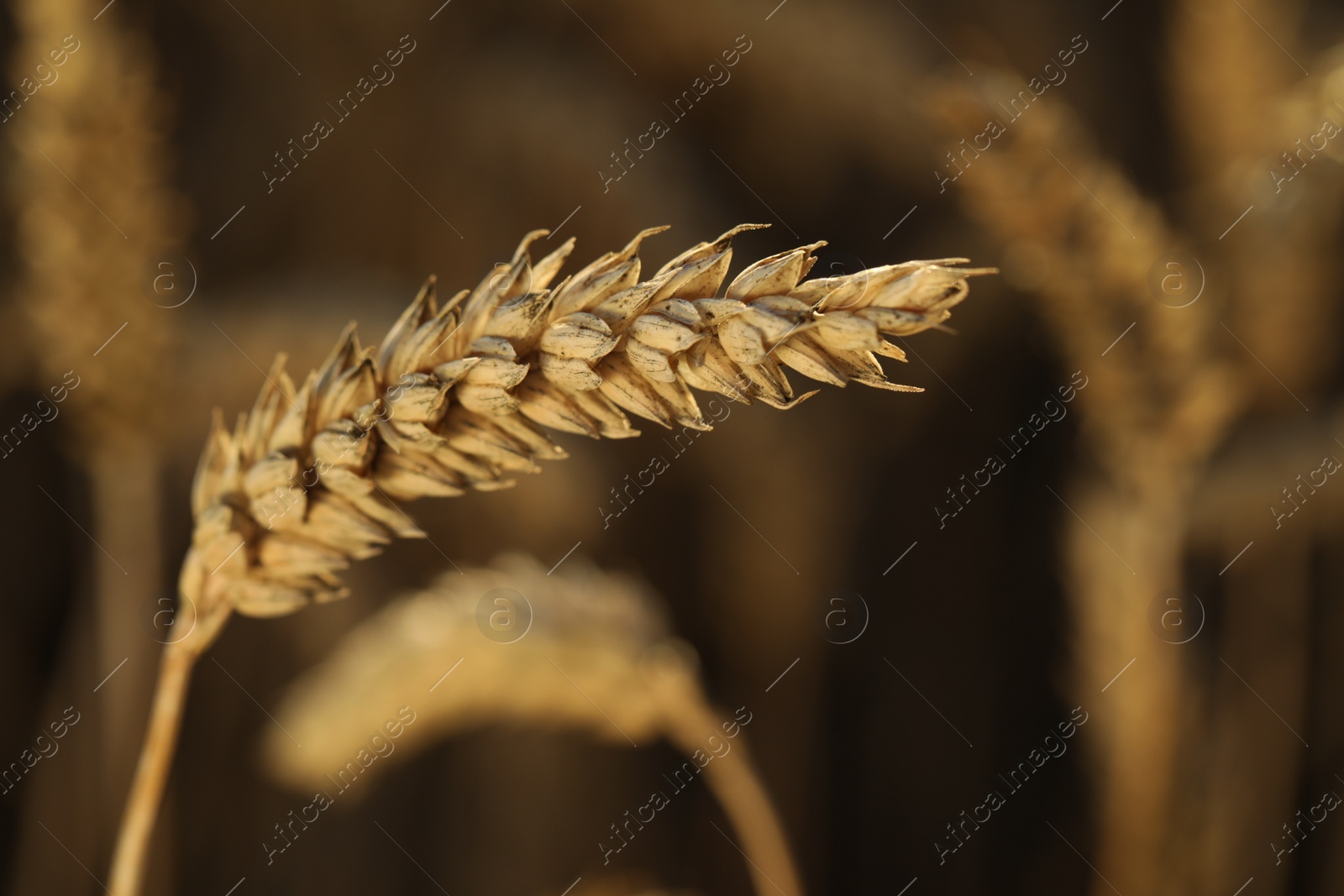 Photo of Ripe wheat spike in agricultural field, closeup
