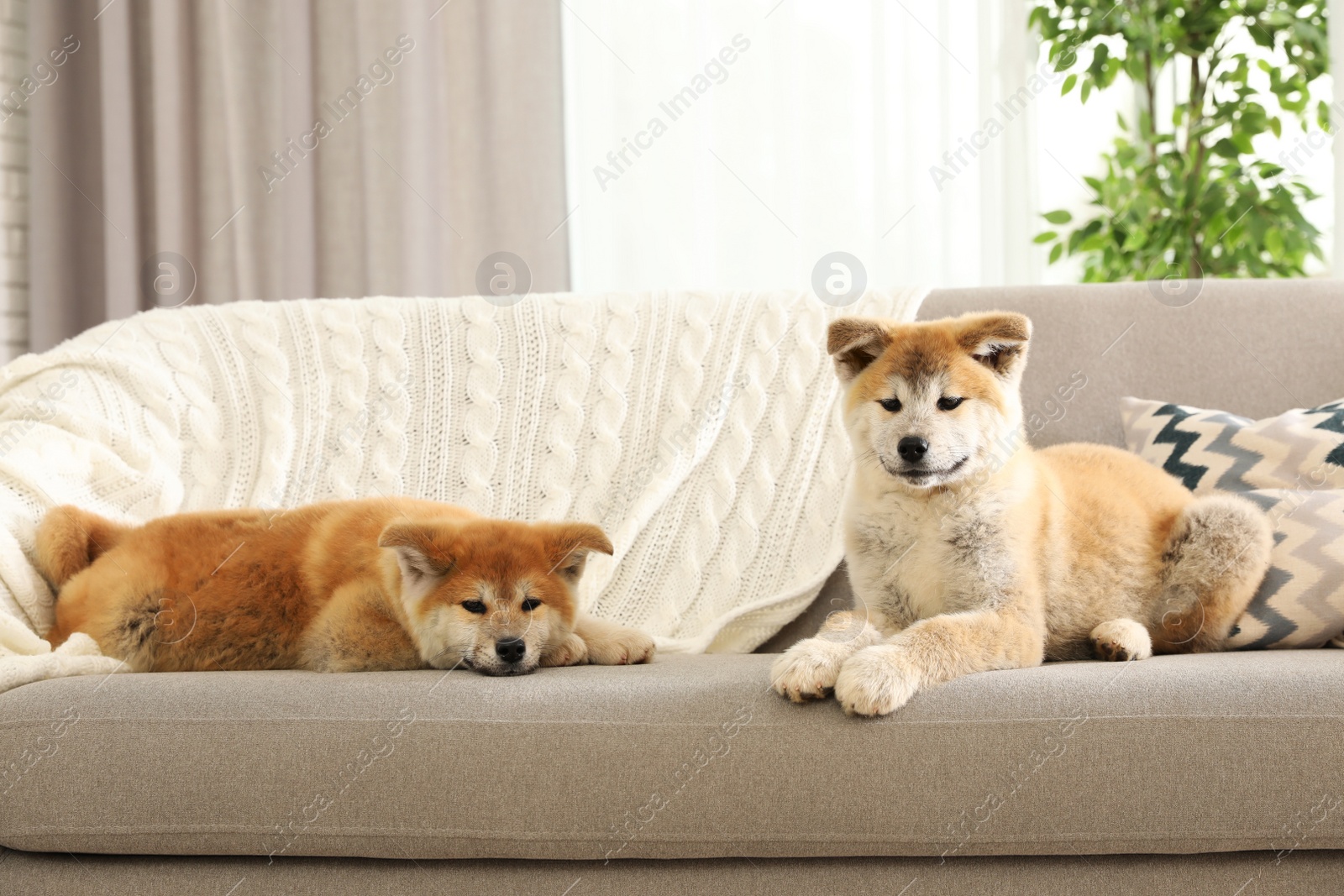 Photo of Funny akita inu puppies on sofa in living room