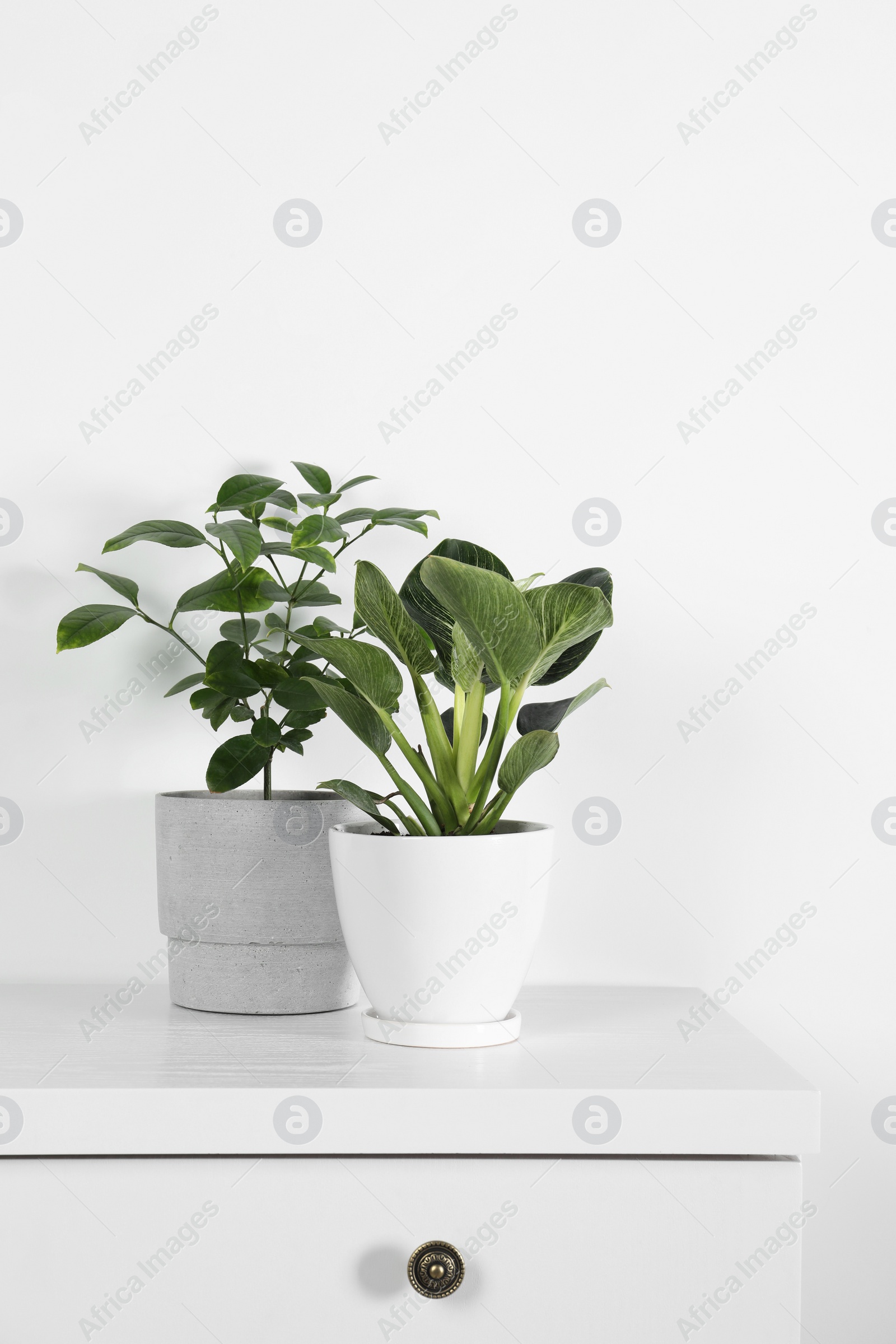 Photo of Beautiful plants in pots on white chest of drawers indoors. House decor