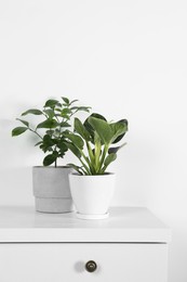 Photo of Beautiful plants in pots on white chest of drawers indoors. House decor