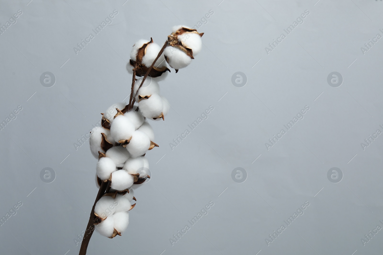 Photo of Beautiful cotton branch with fluffy flowers on light grey background, space for text