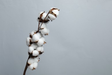 Beautiful cotton branch with fluffy flowers on light grey background, space for text