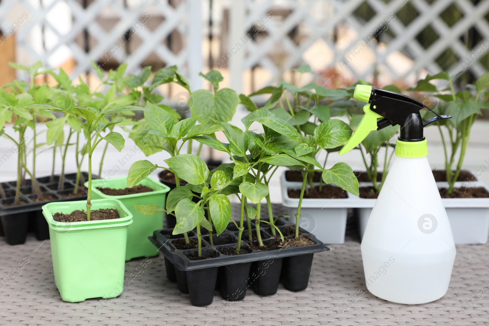 Photo of Vegetable seedlings growing in plastic containers with soil and spray bottle on light gray table