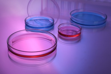 Photo of Petri dishes with samples on table, toned in pink and blue