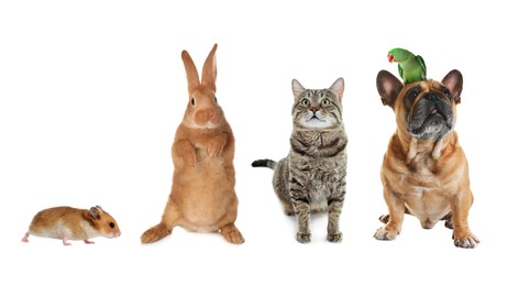 Image of Group of different domestic animals on white background, collage. Banner design