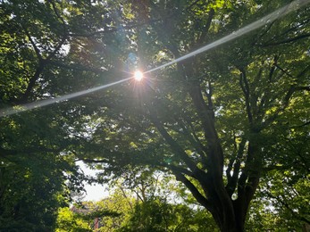 Beautiful tree with lush green leaves growing outdoors