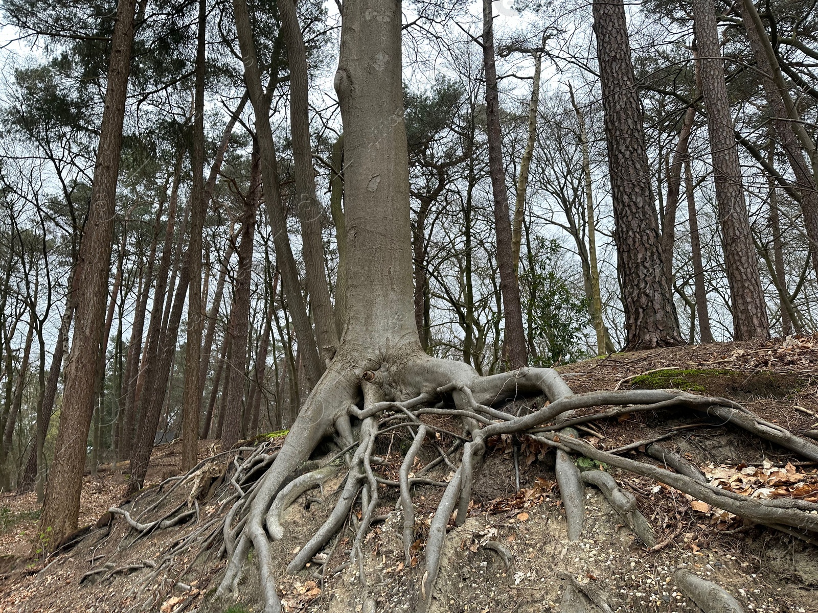 Photo of Tree with roots showing above ground in forest