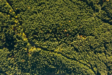 Image of Aerial view of green forest on sunny day. Drone photography