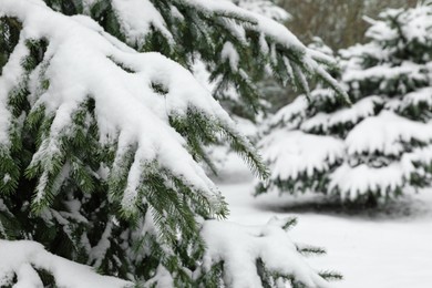 Fir tree covered with snow on winter day, closeup