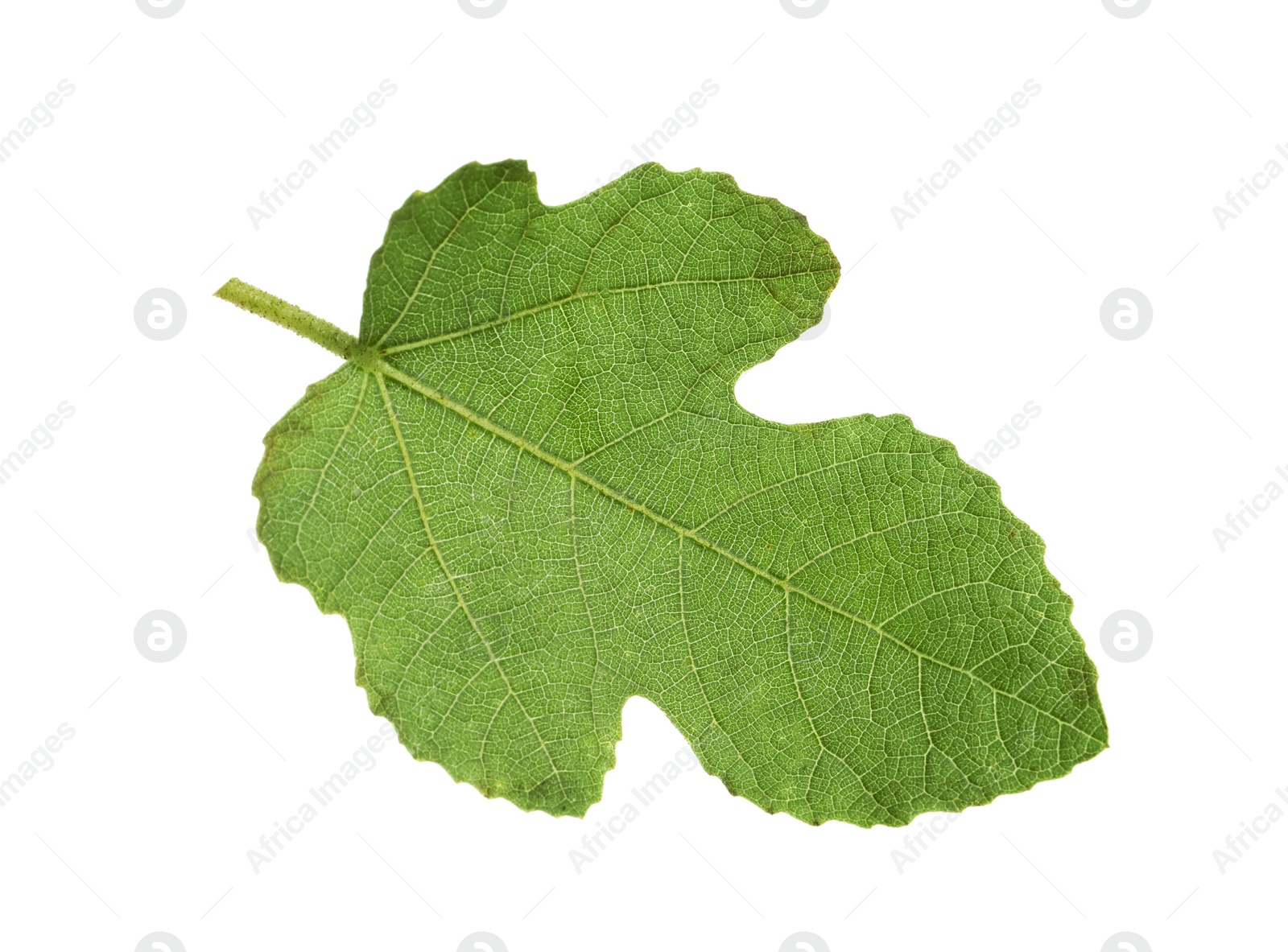 Photo of One green leaf of fig tree isolated on white