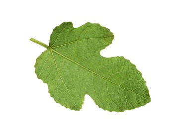 One green leaf of fig tree isolated on white