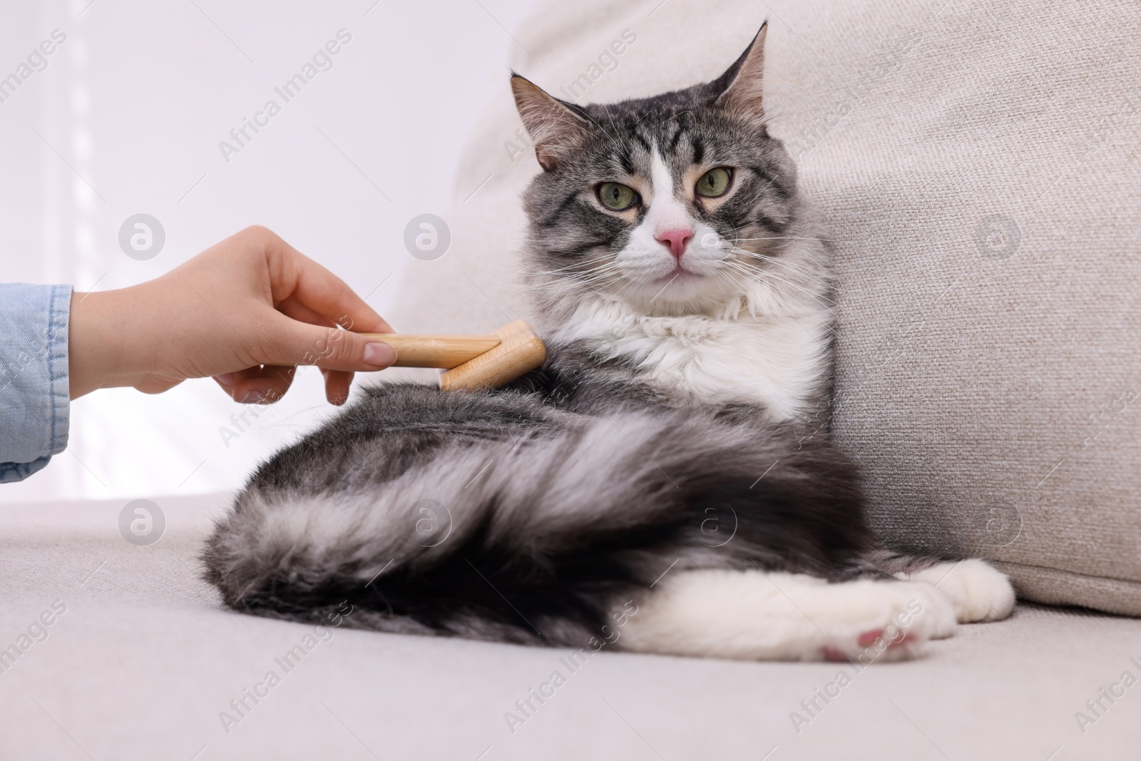 Photo of Woman brushing her cute cat on sofa at home, closeup