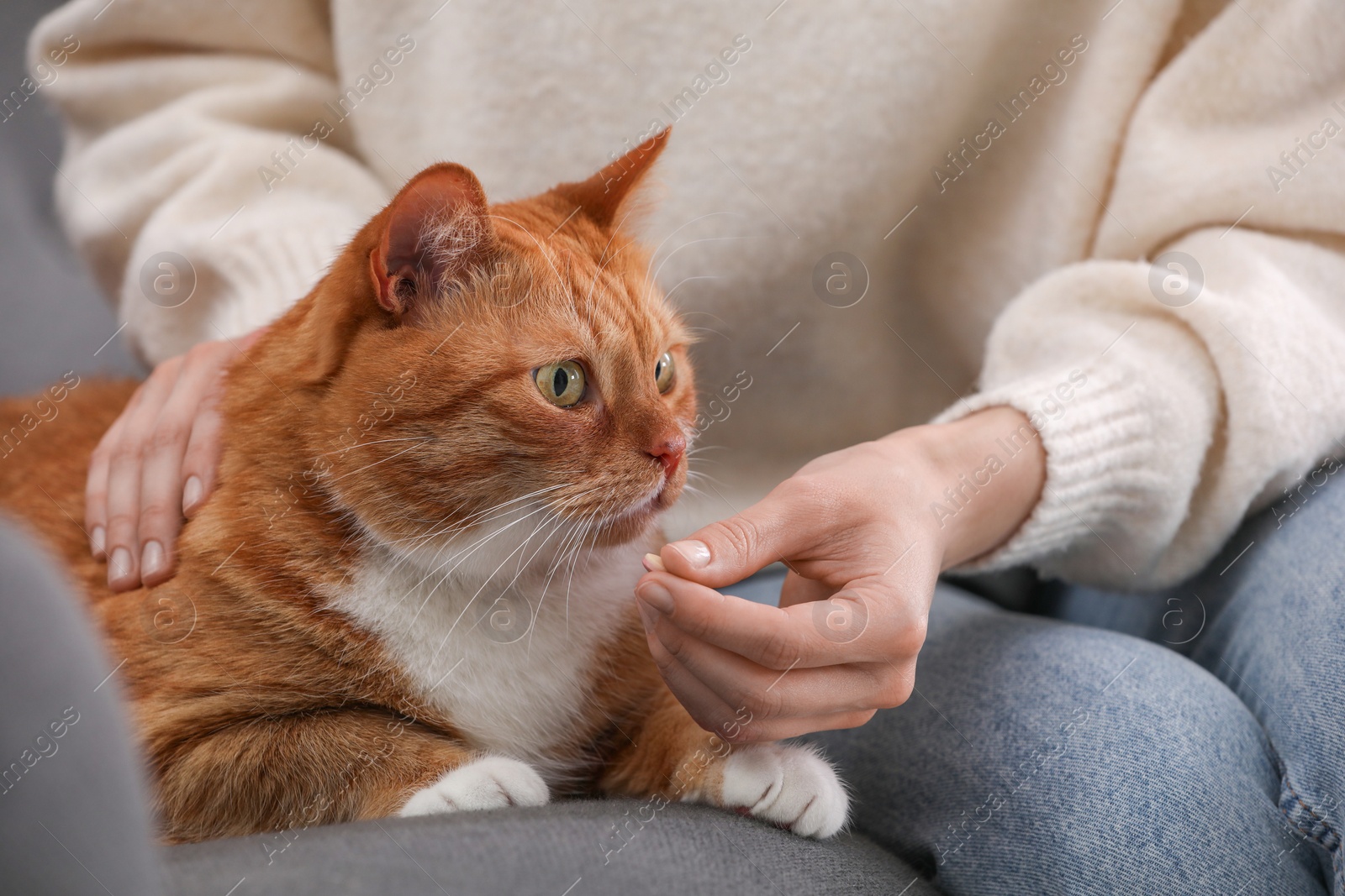 Photo of Woman giving vitamin pill to cute cat on sofa, closeup