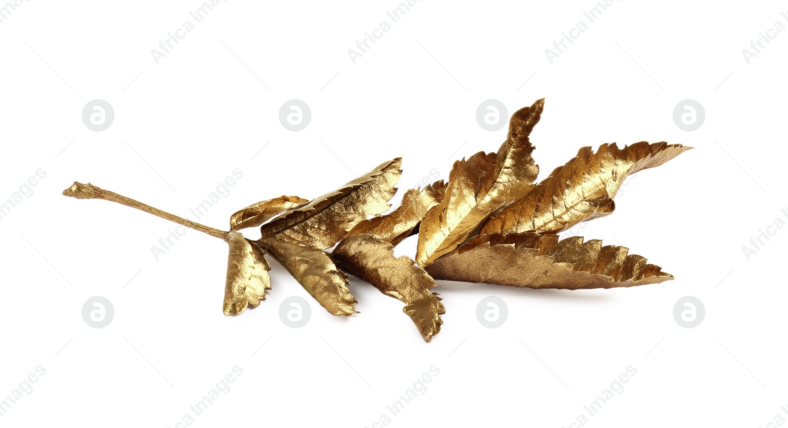 Photo of Twig of golden rowan leaves isolated on white. Autumn season