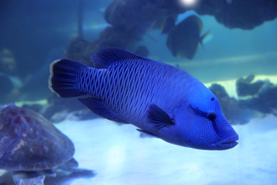 Photo of Beautiful tropical fish swimming in clear aquarium water