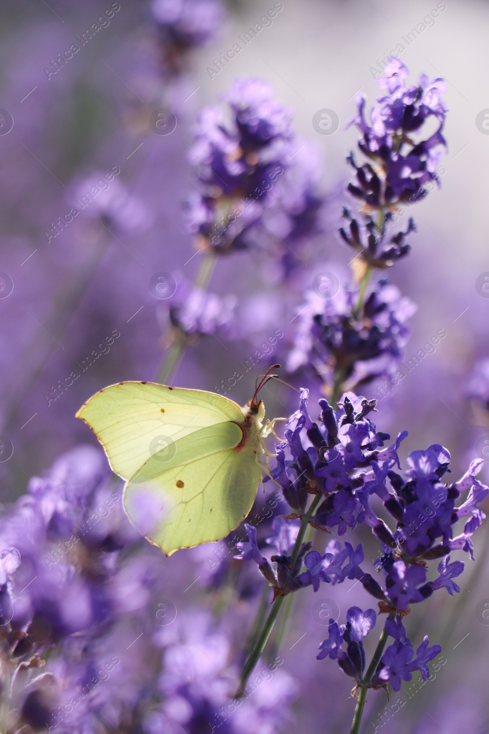 Photo of Beautiful butterfly in lavender field on summer day, closeup