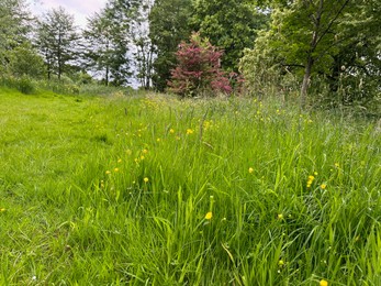 Photo of Fresh green grass, yellow flowers and trees outdoors on spring day