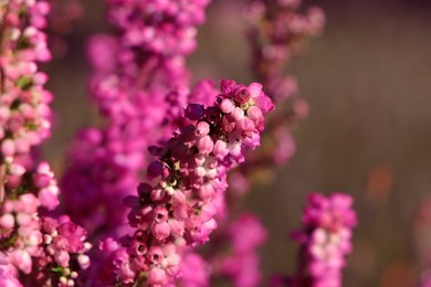 Photo of Heather shrub with beautiful blooming flowers outdoors on sunny day, closeup