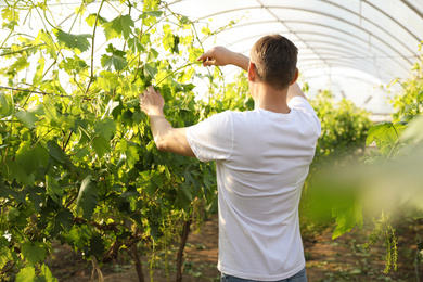 Man working with grape plants in greenhouse