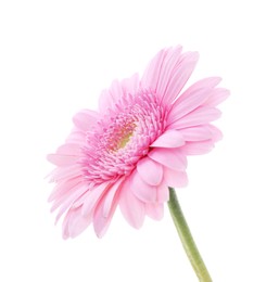 Photo of One beautiful pink gerbera flower isolated on white