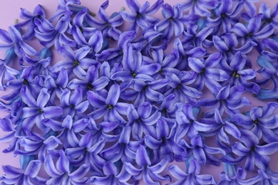 Photo of Many blooming spring hyacinth flowers on color background, closeup view