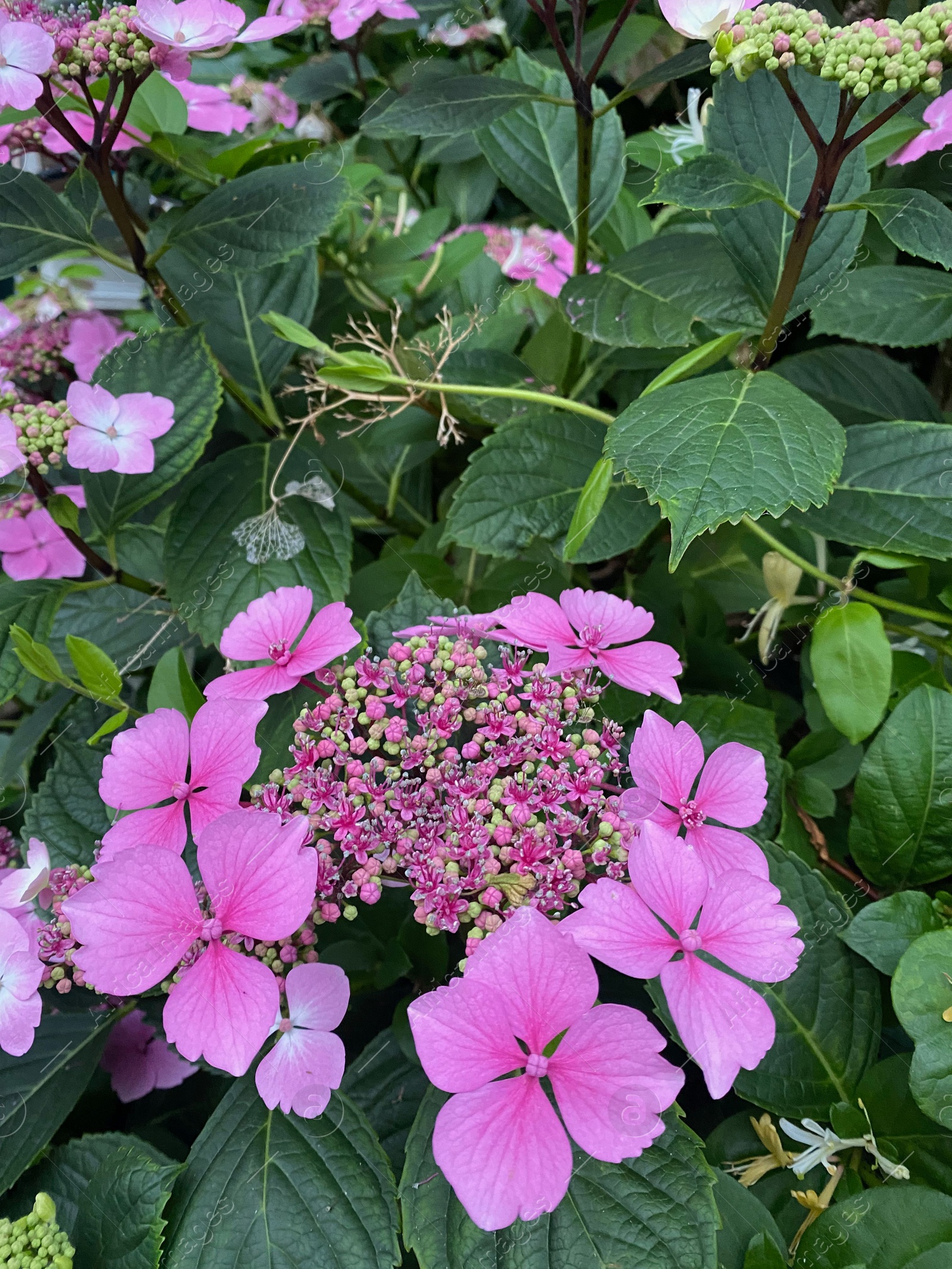 Photo of Beautiful blooming hydrangea bush with pink flowers