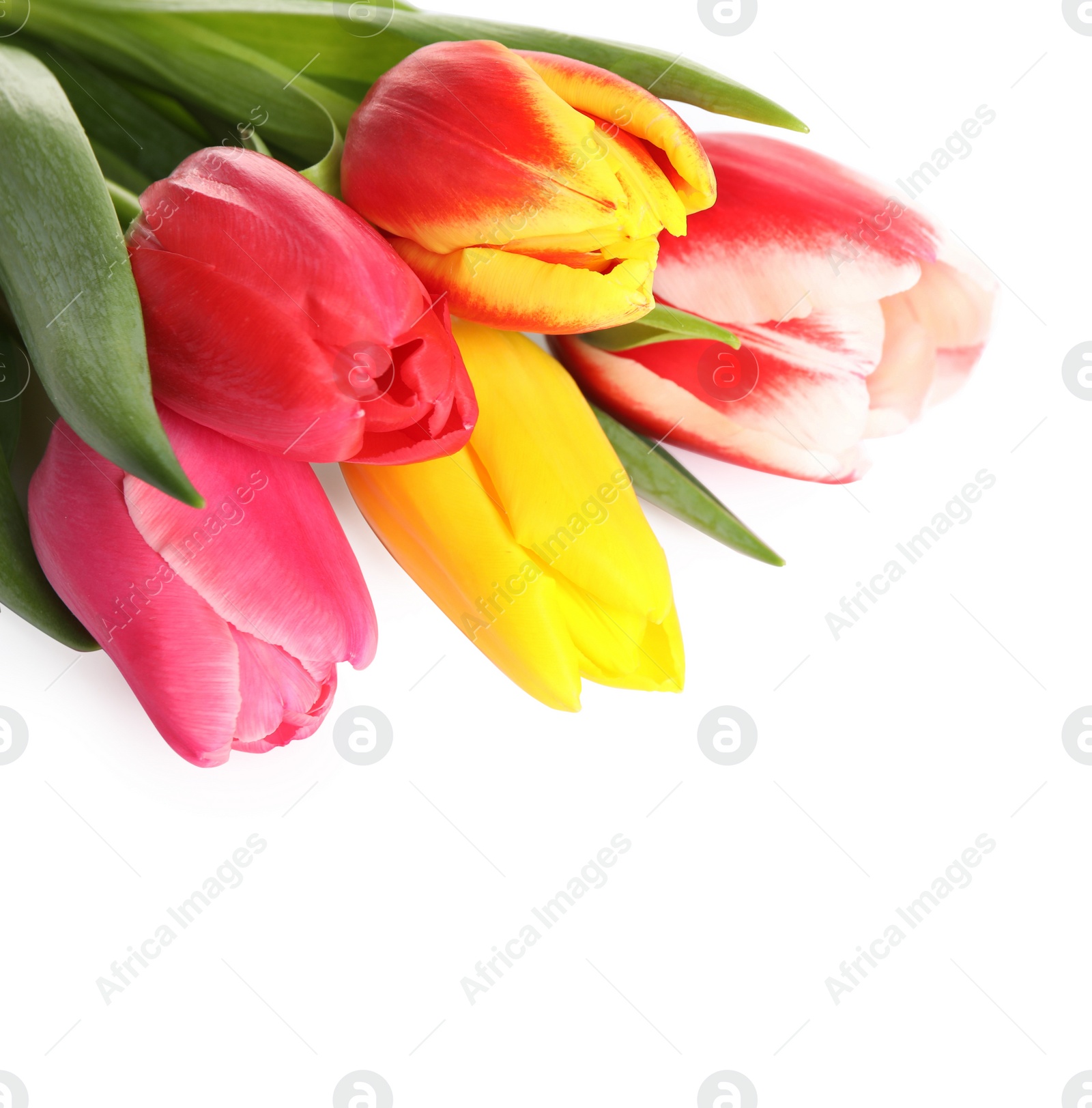 Photo of Beautiful bright spring tulips on white background, closeup