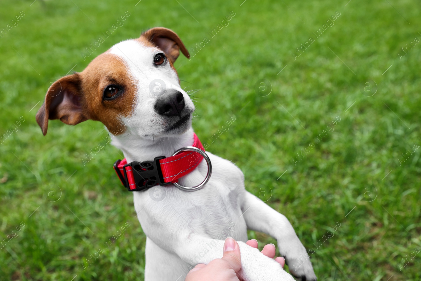 Photo of Woman and beautiful Jack Russell Terrier in red dog collar outdoors, closeup. Space for text
