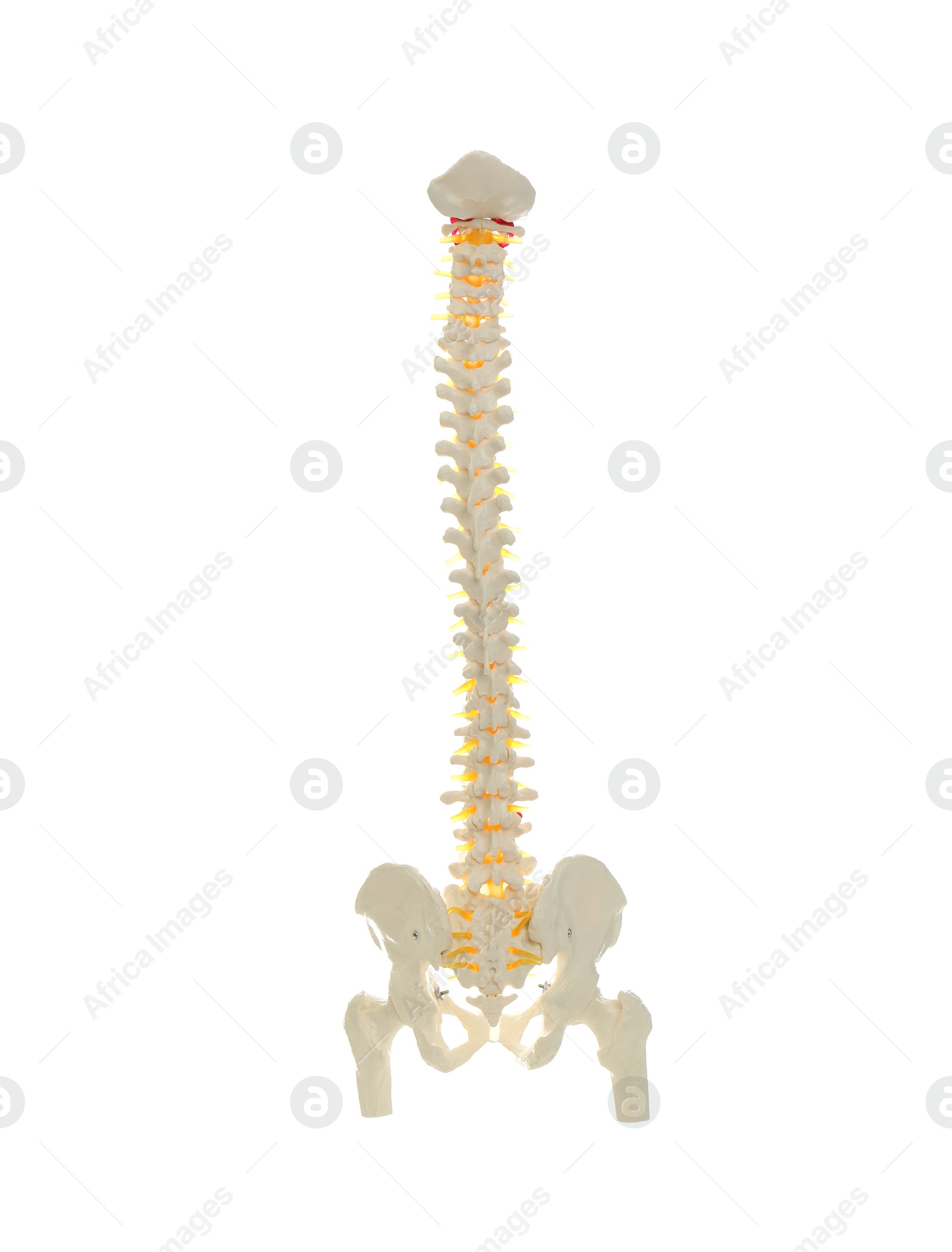 Photo of Artificial human spine model isolated on white