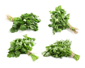 Set with fresh coriander on white background