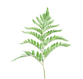 Photo of Beautiful tropical fern leaf on white background