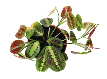 Photo of Potted home plant with leaf blight disease on white background, top view