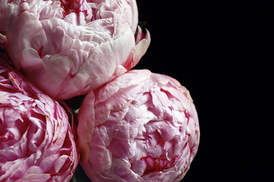 Beautiful fresh peonies on black background, closeup. Floral card design with dark vintage effect