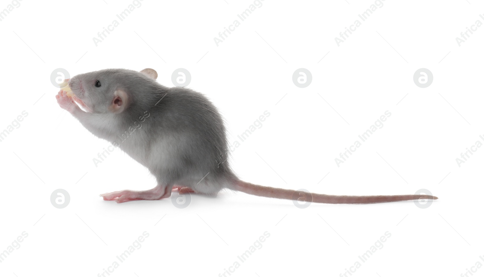 Photo of Small fluffy grey rat eating cheese on white background