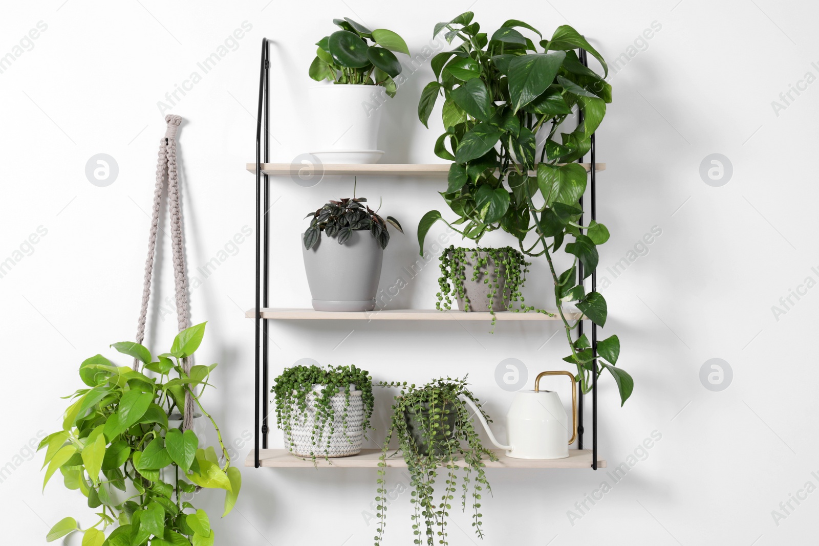 Photo of Green houseplants in pots and watering can on shelves near white wall