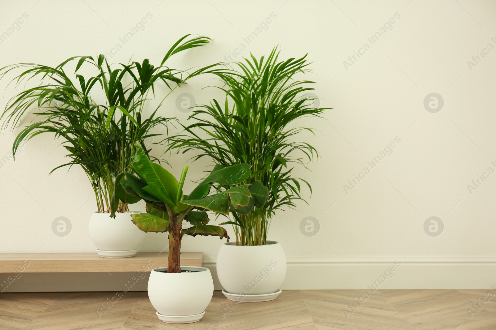 Photo of Different exotic house plants near white wall. Space for text