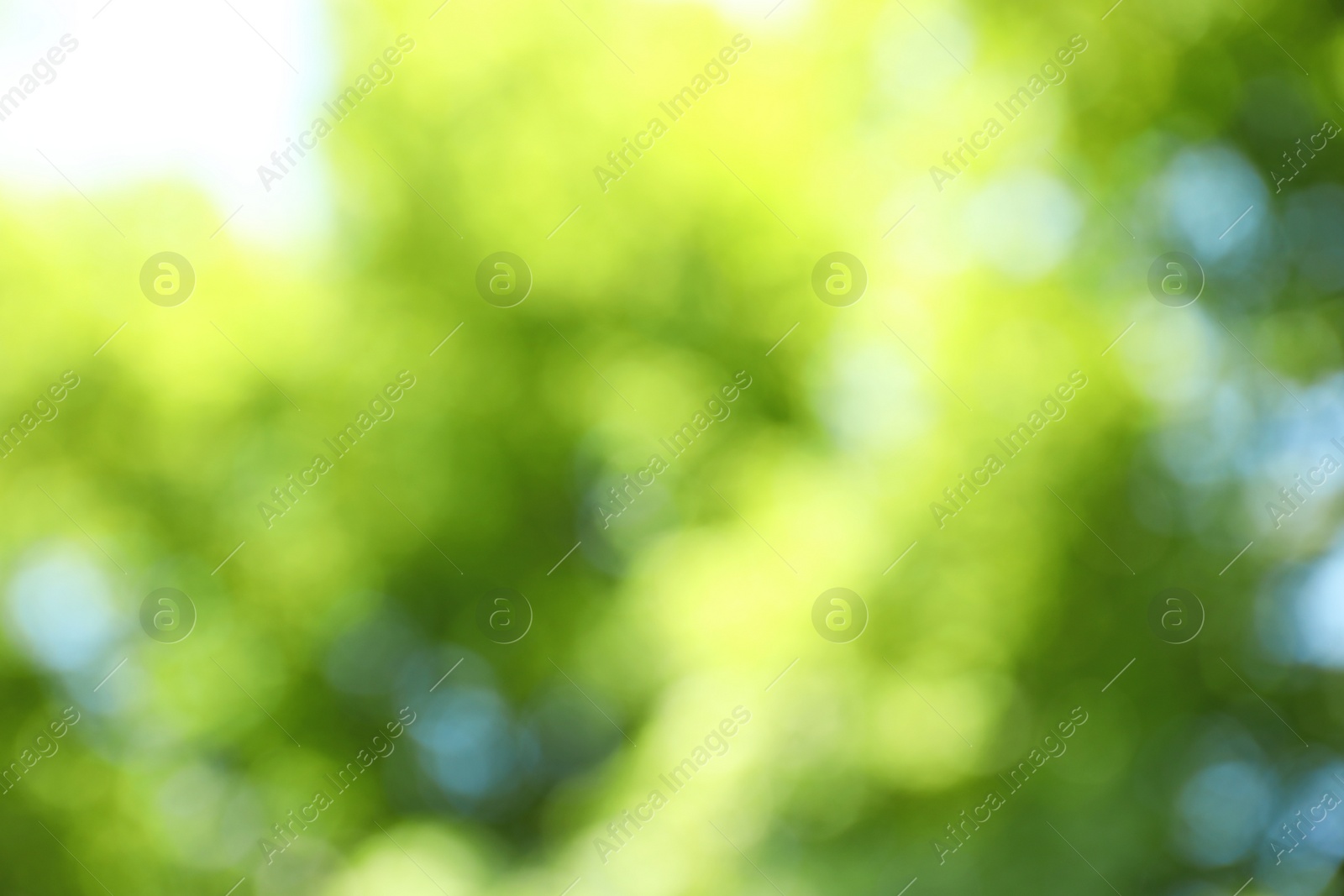 Photo of Blurred view of abstract green background. Bokeh effect