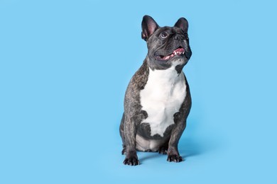 Photo of Adorable French Bulldog on light blue background, space for text. Lovely pet